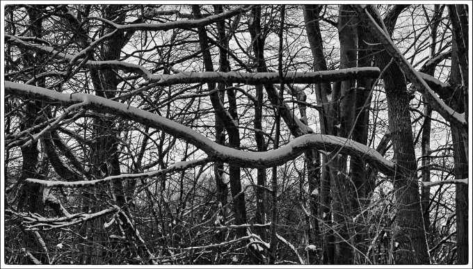 Snow covered, horizontal branches on a tree - black and white photo